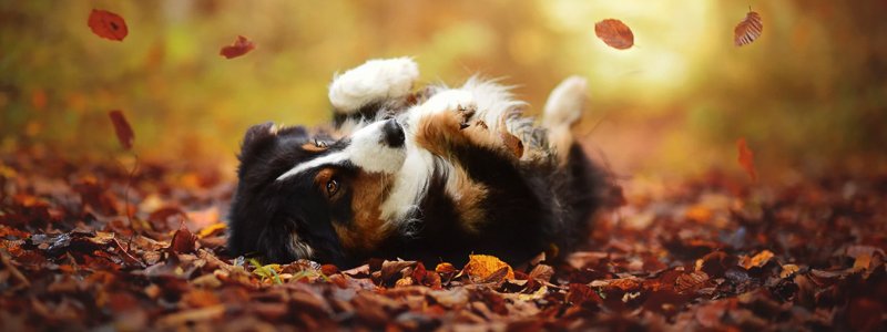 Kan je een loopse hond gewoon uitlaten?
