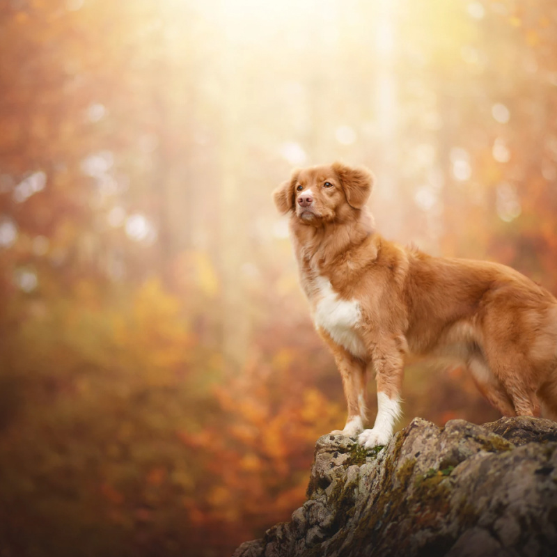 Hoe lang duurt loopsheid bij een hond?