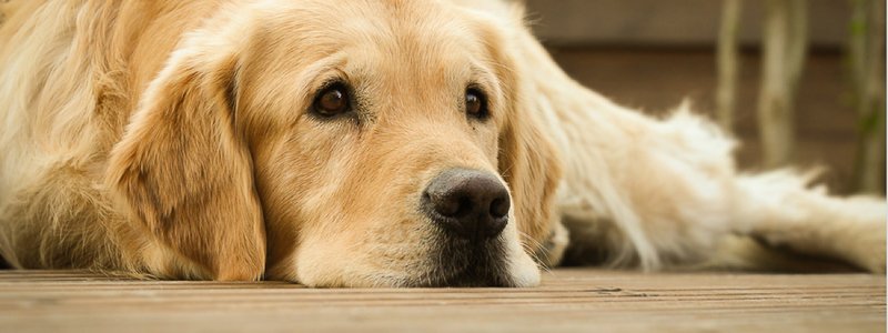 Traansmeer bij honden verwijderen? Oorzaken & tips