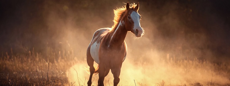 COPD of dampigheid bij paarden