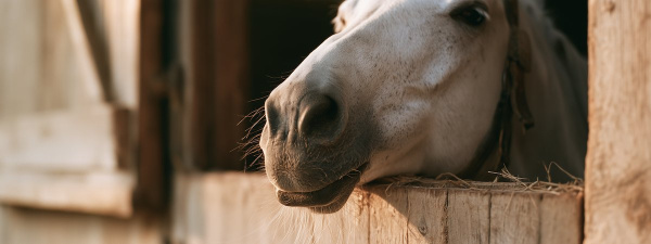 Dampigheid (COPD) bij paarden: oorzaken, symptomen en wat je kunt doen