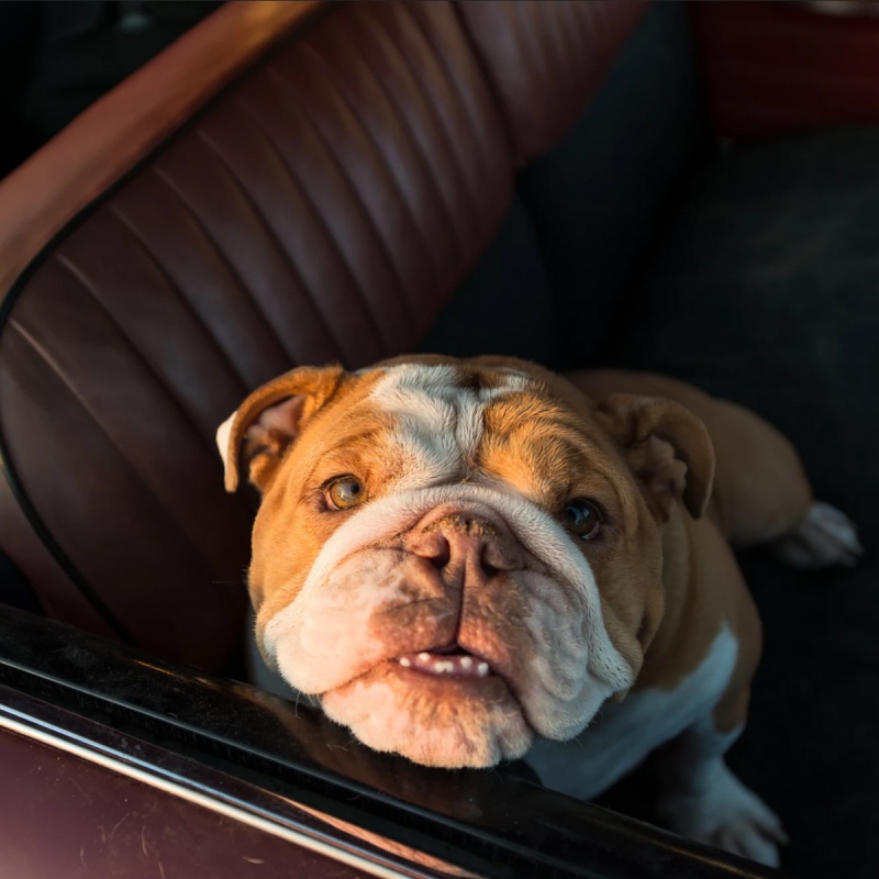 Diarree bij honden