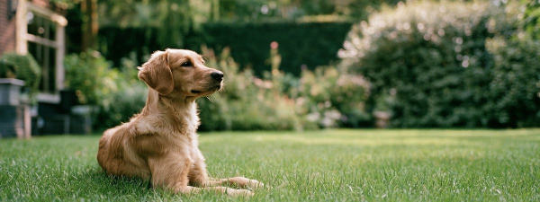 Kennelhoest bij honden: symptomen, verloop en wat je kunt doen