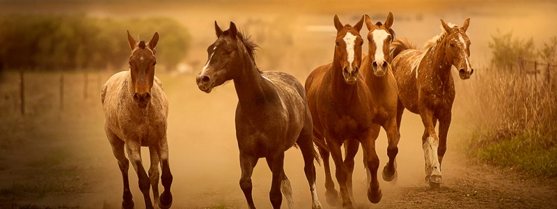 Hoefkatrol bij paarden