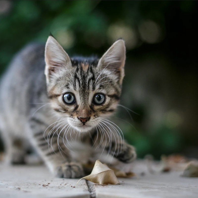 Niesziekte bij katten