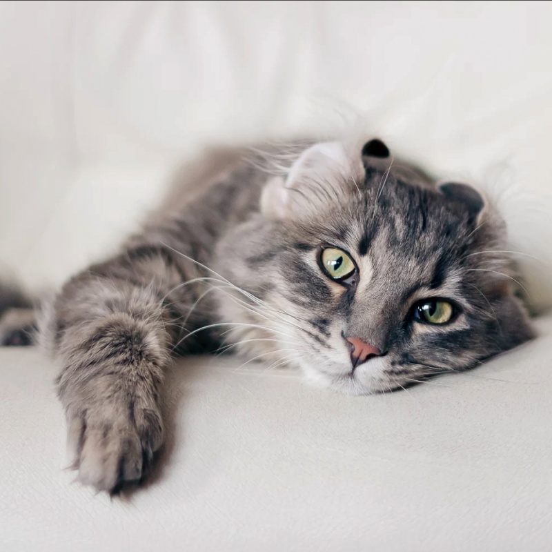 Incontinentie bij katten