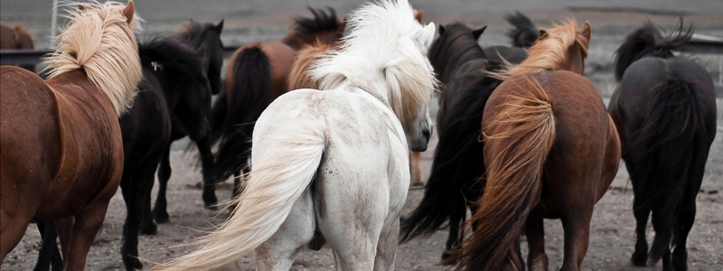 Maandagziekte bij paarden