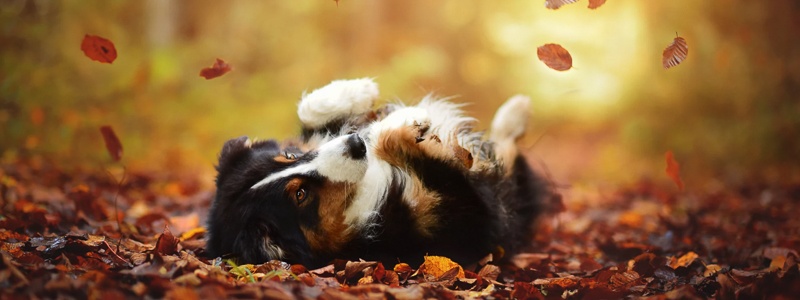 Epilepsie bij honden