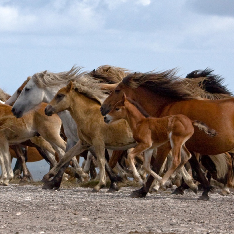 Mok bij paarden