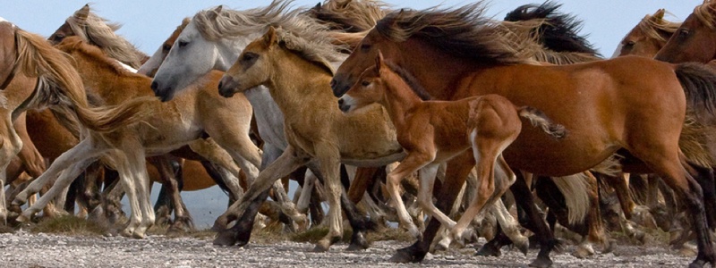 Mok bij paarden