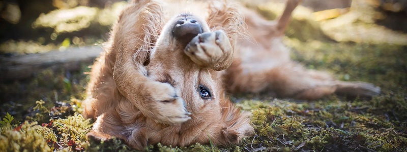 Stress bij honden