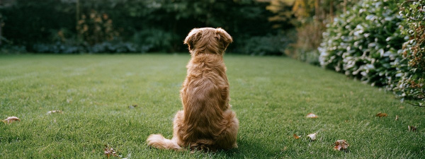 Verstopte anaalklieren bij honden: symptomen, oorzaken en wat je kunt doen