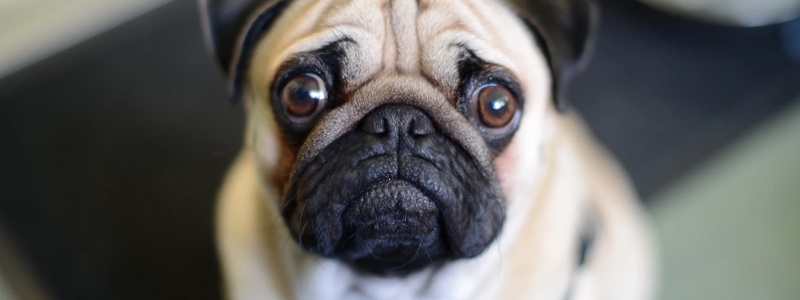 Diarree bij honden