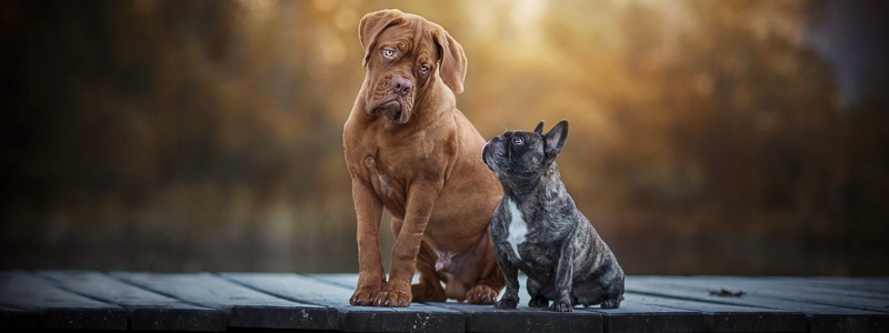 Voorhuidontsteking bij honden